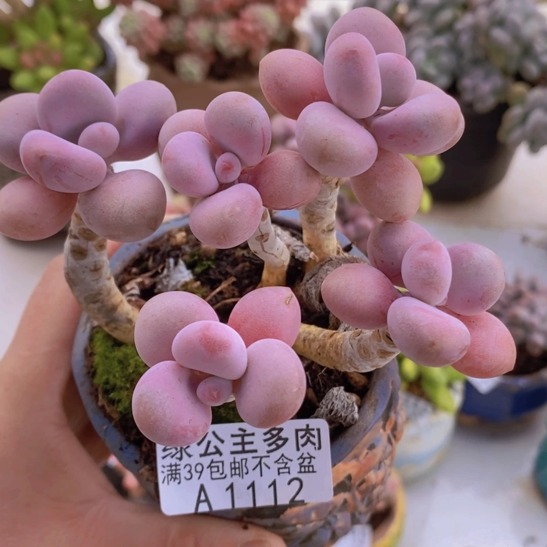 糖果桃蛋老桩10cm112多肉植物