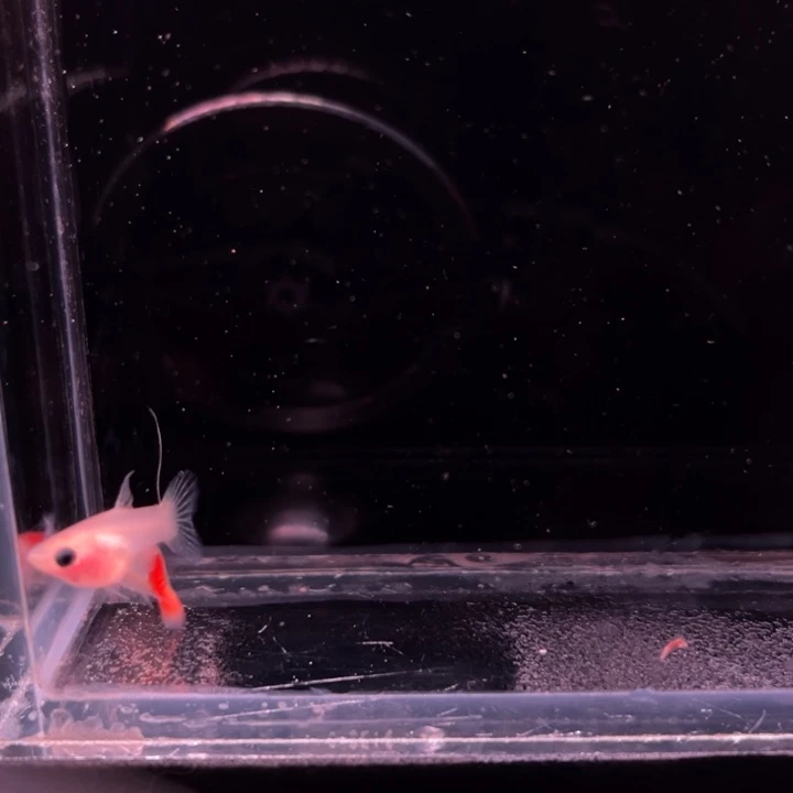 孔雀鱼日落红头玻璃猫大C1对