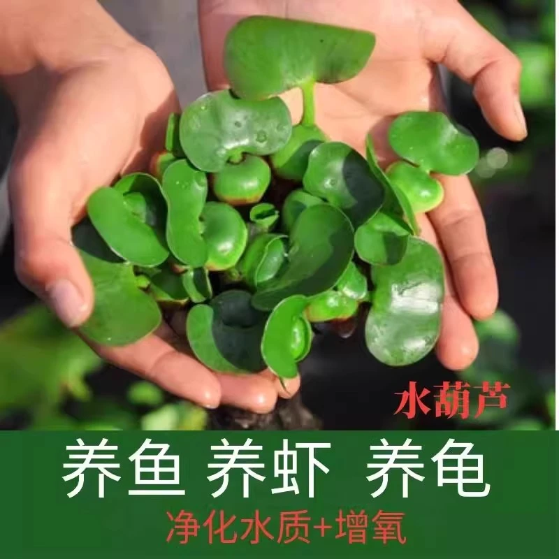 水葫芦浮萍水生植物种苗带根鲜活可净化水质适合庭院鱼缸造景