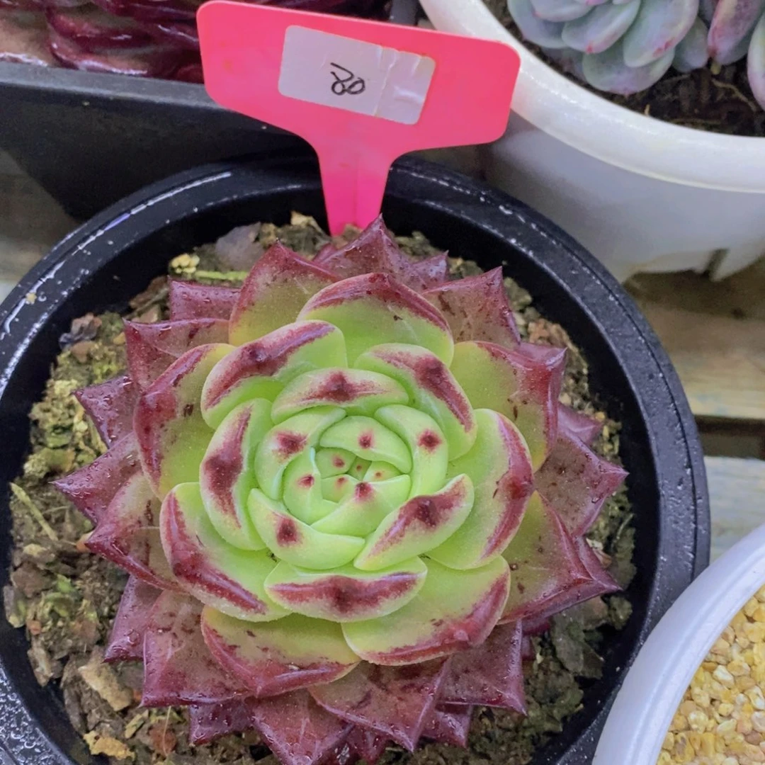 跨年夜，福利专场，一单就包邮，感谢大家