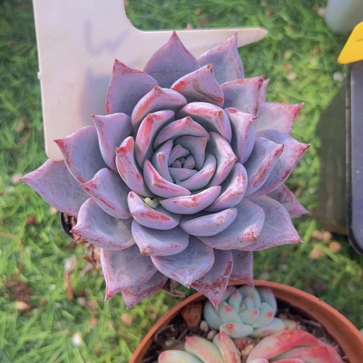 健健康康平平安安