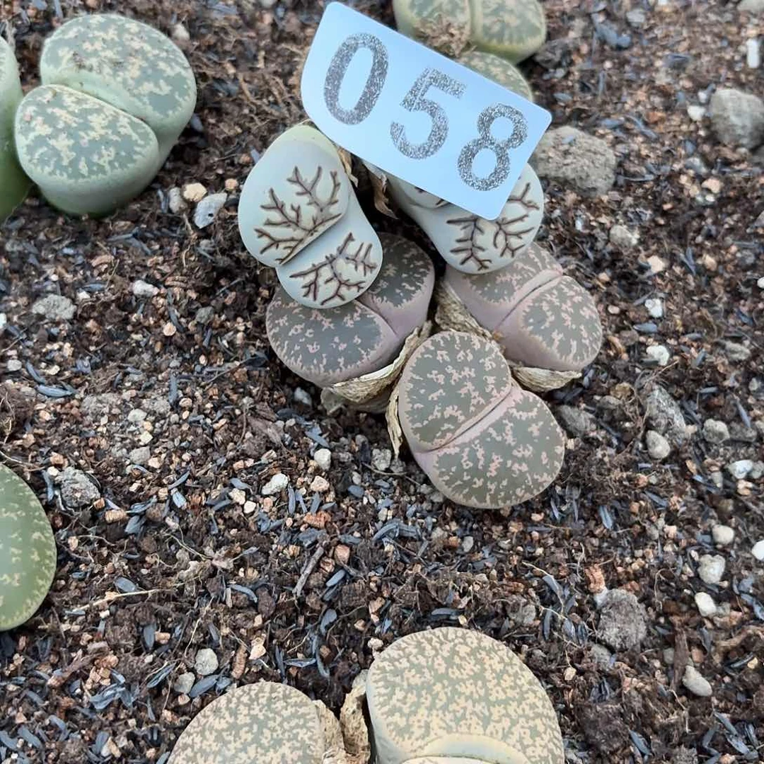 生石花一物一拍058