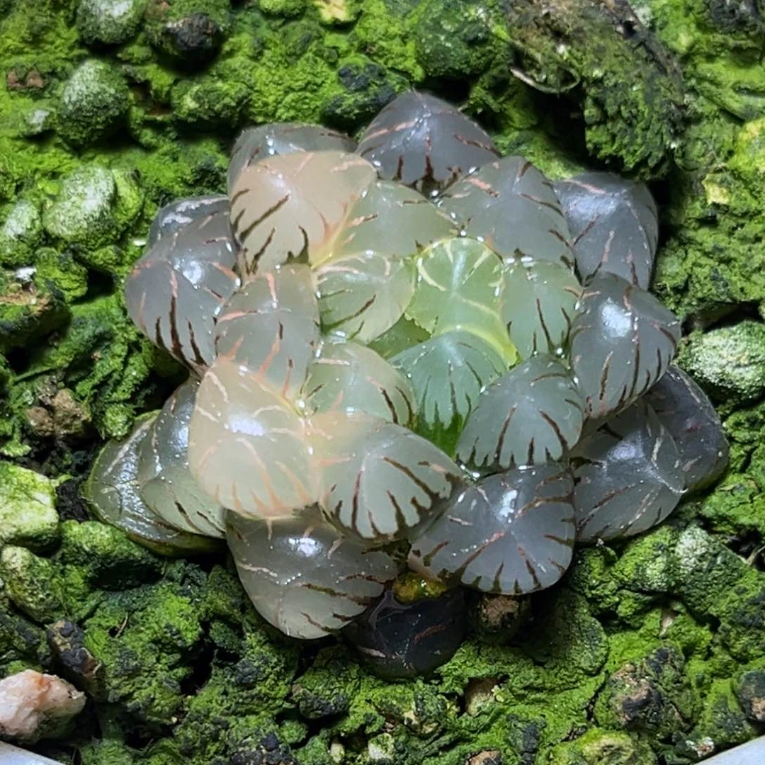 恭喜发财大吉大利43
