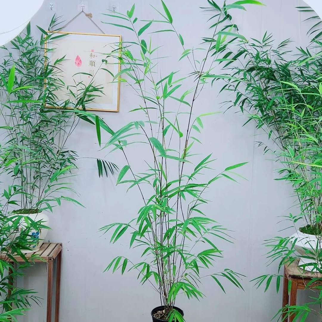 不开花植物内门竹