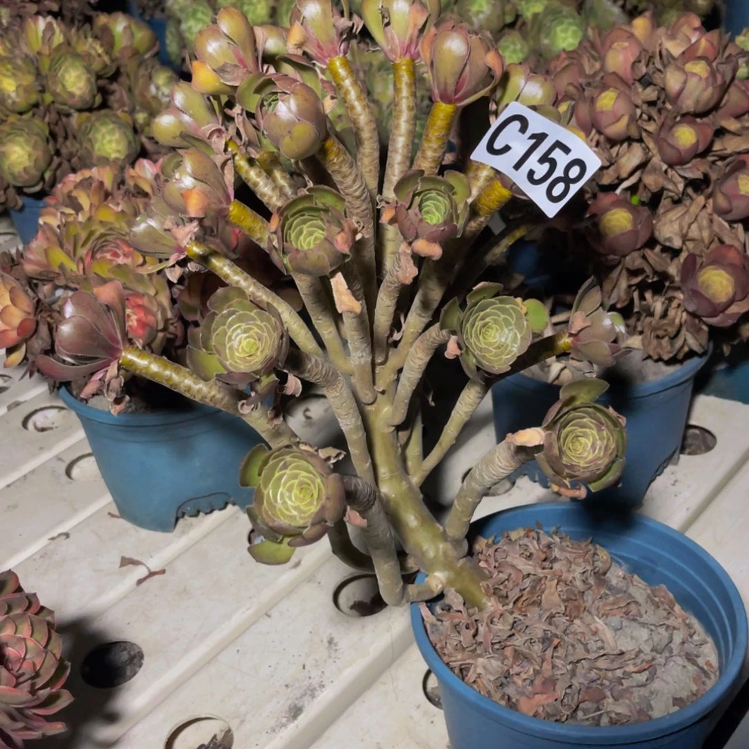 灰豆豆法师7/-20包邮