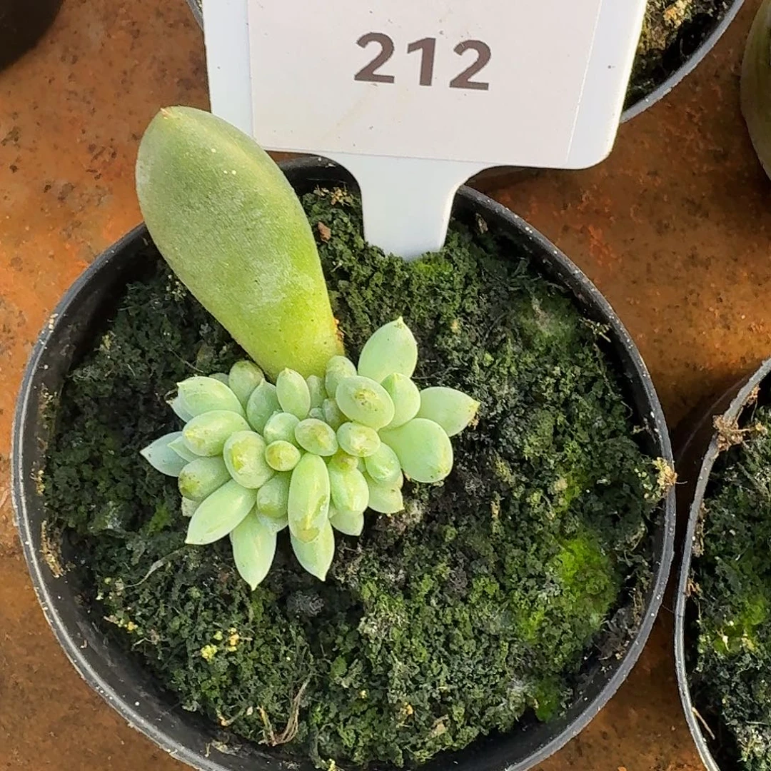 世***凉胖体哥特萝莉123456789101112