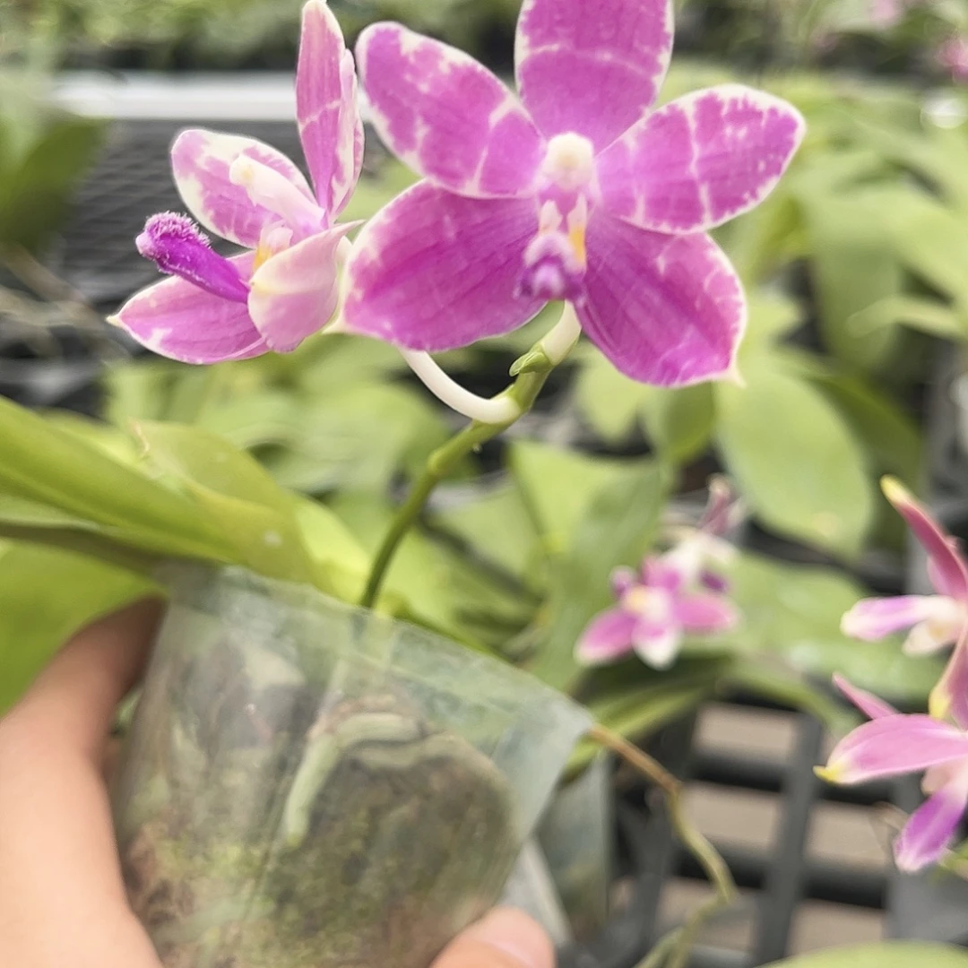 完全开放蘑菇盾蝴蝶兰