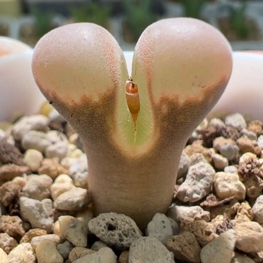 小尺寸1089鲑鱼粉一颗752。