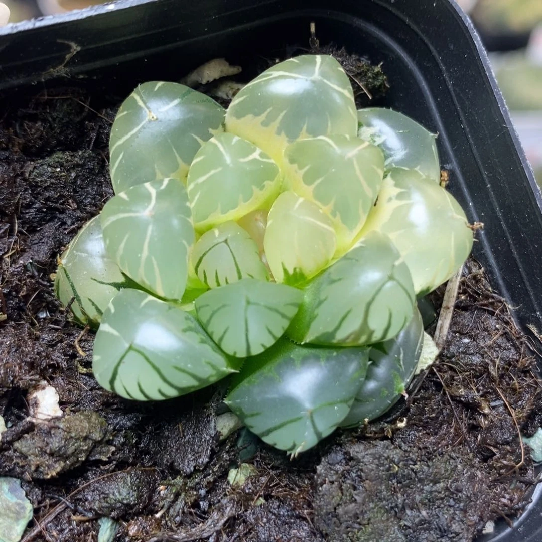 6糊斑湖水玉露锦一物一拍