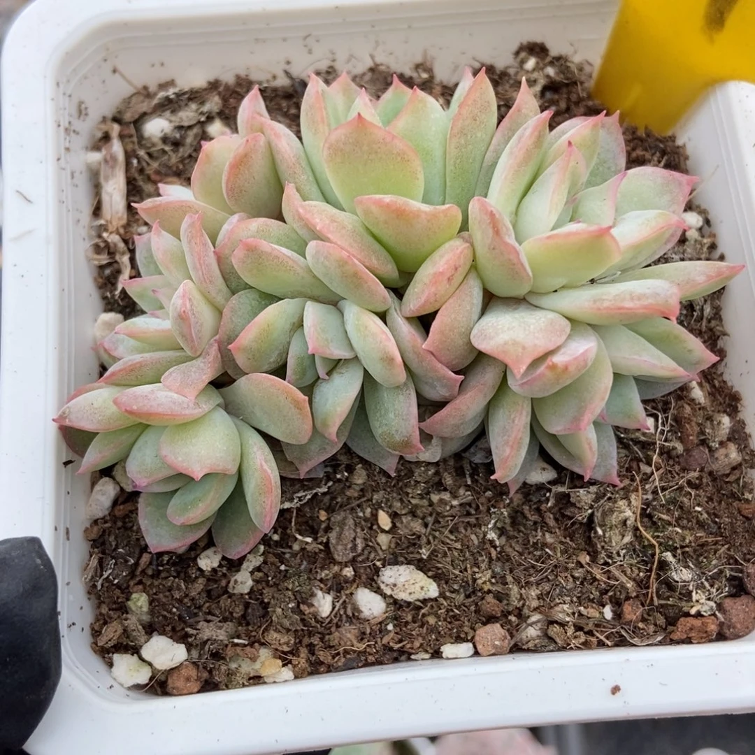 547天使玫瑰多肉植物