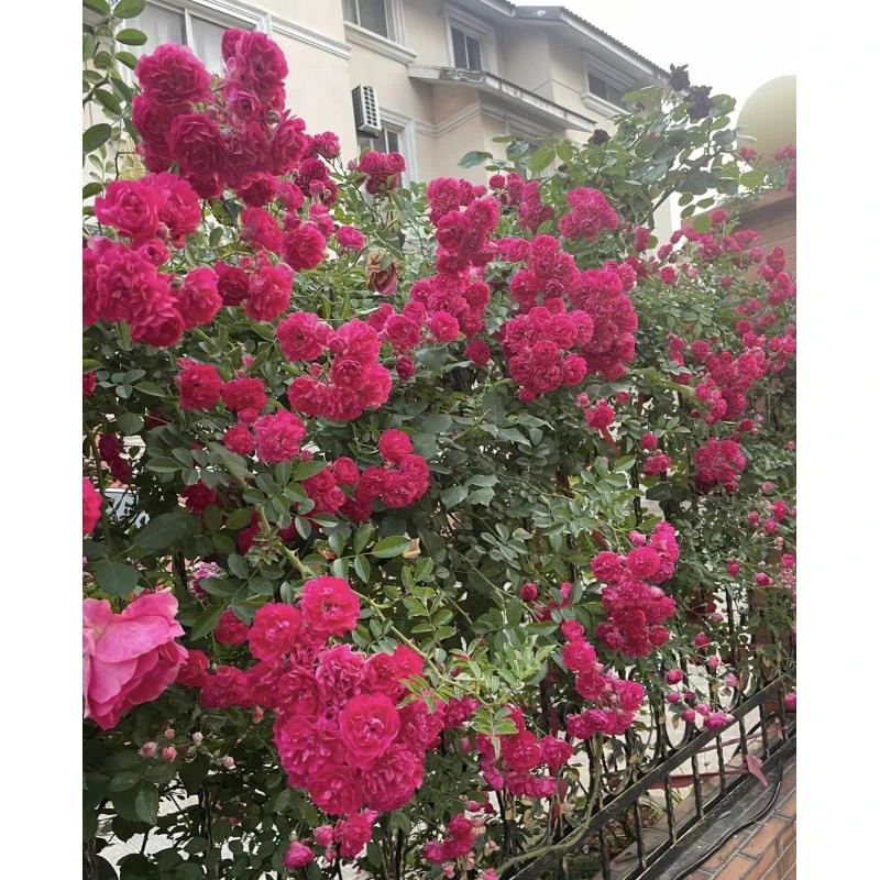 [红蔷薇] 150口径盆 爬墙藤本带花苞蔷薇花苗四季开花卉月季盆栽