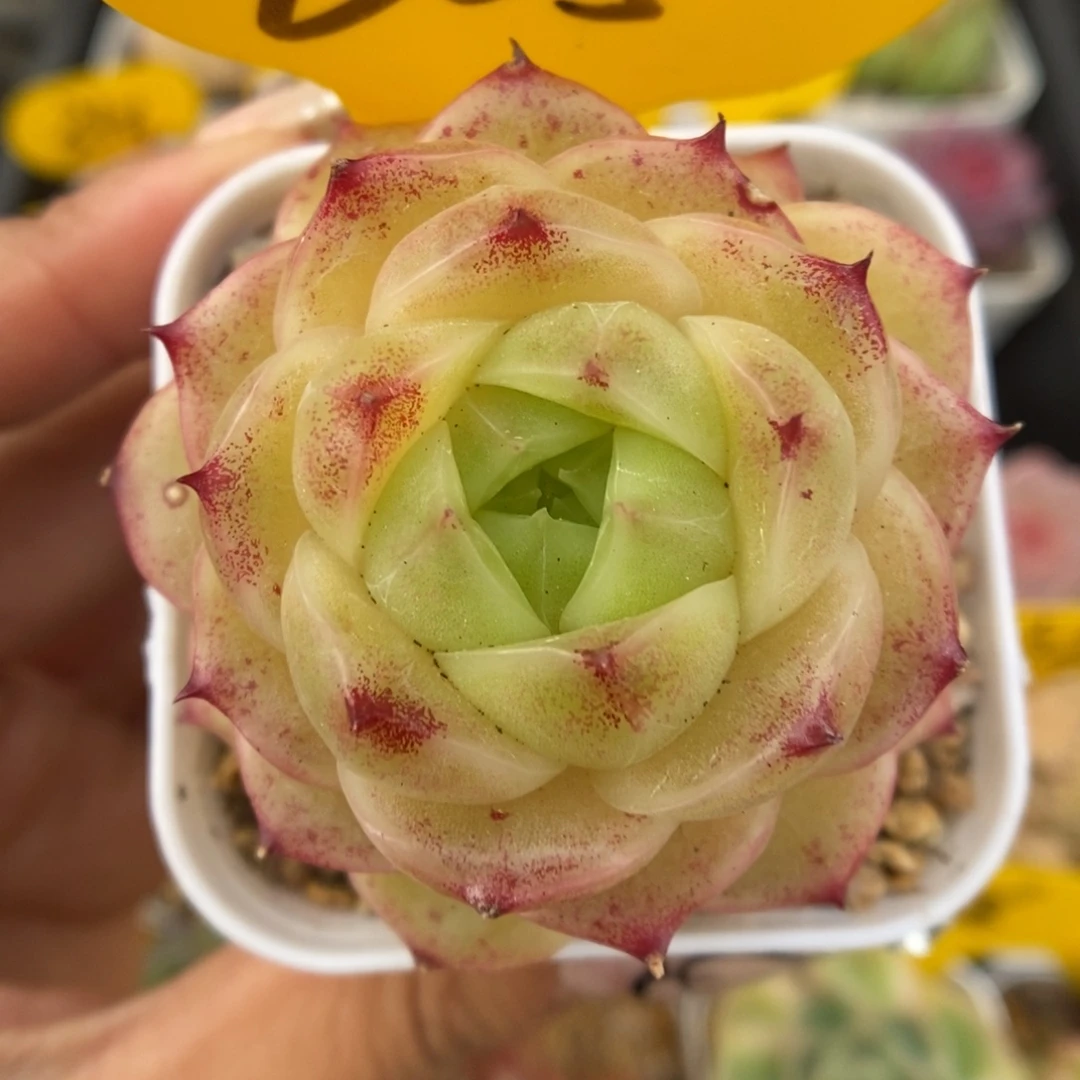 蜜蜡麦秆可拍605号。