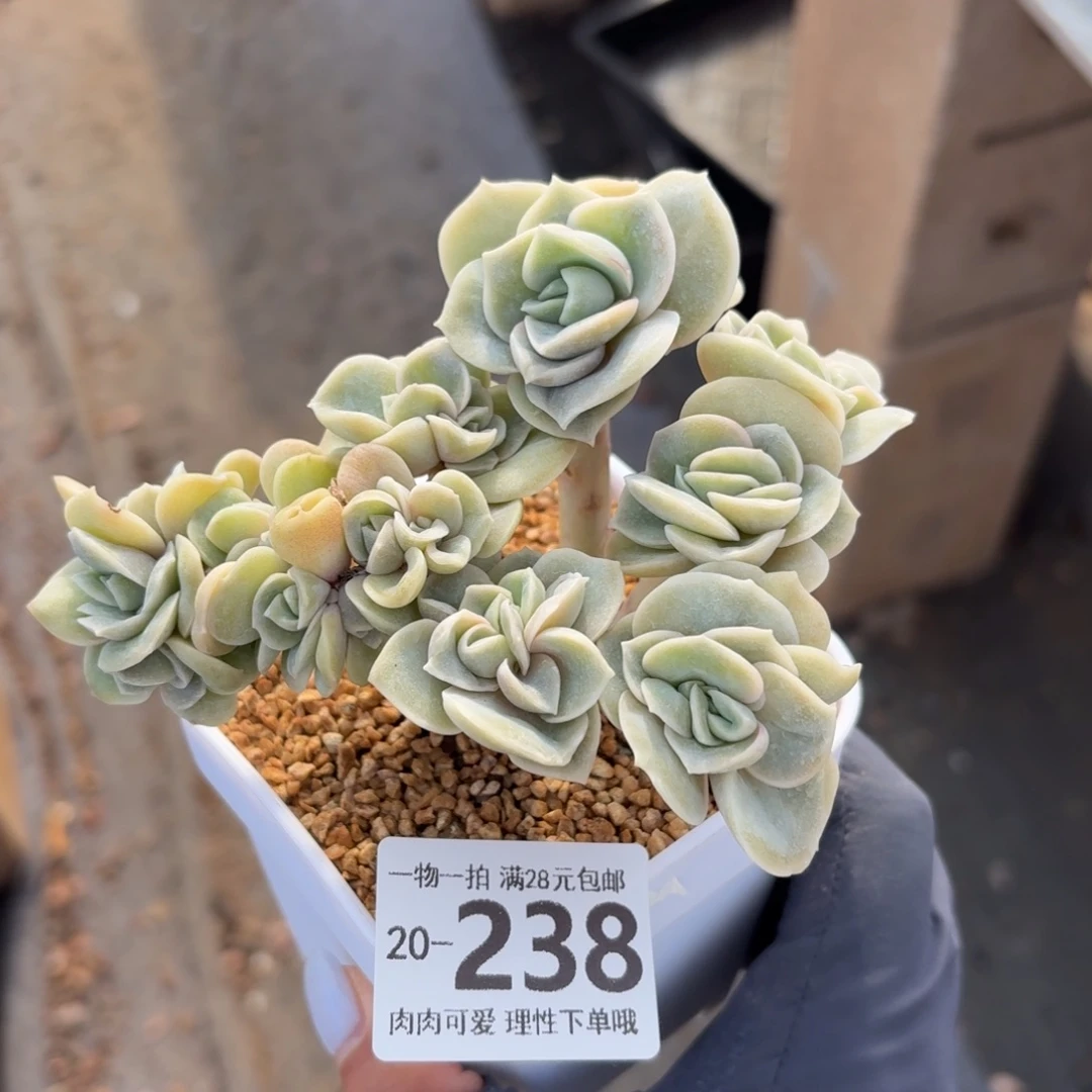 木***。可爱玫瑰缀无盆土发货无