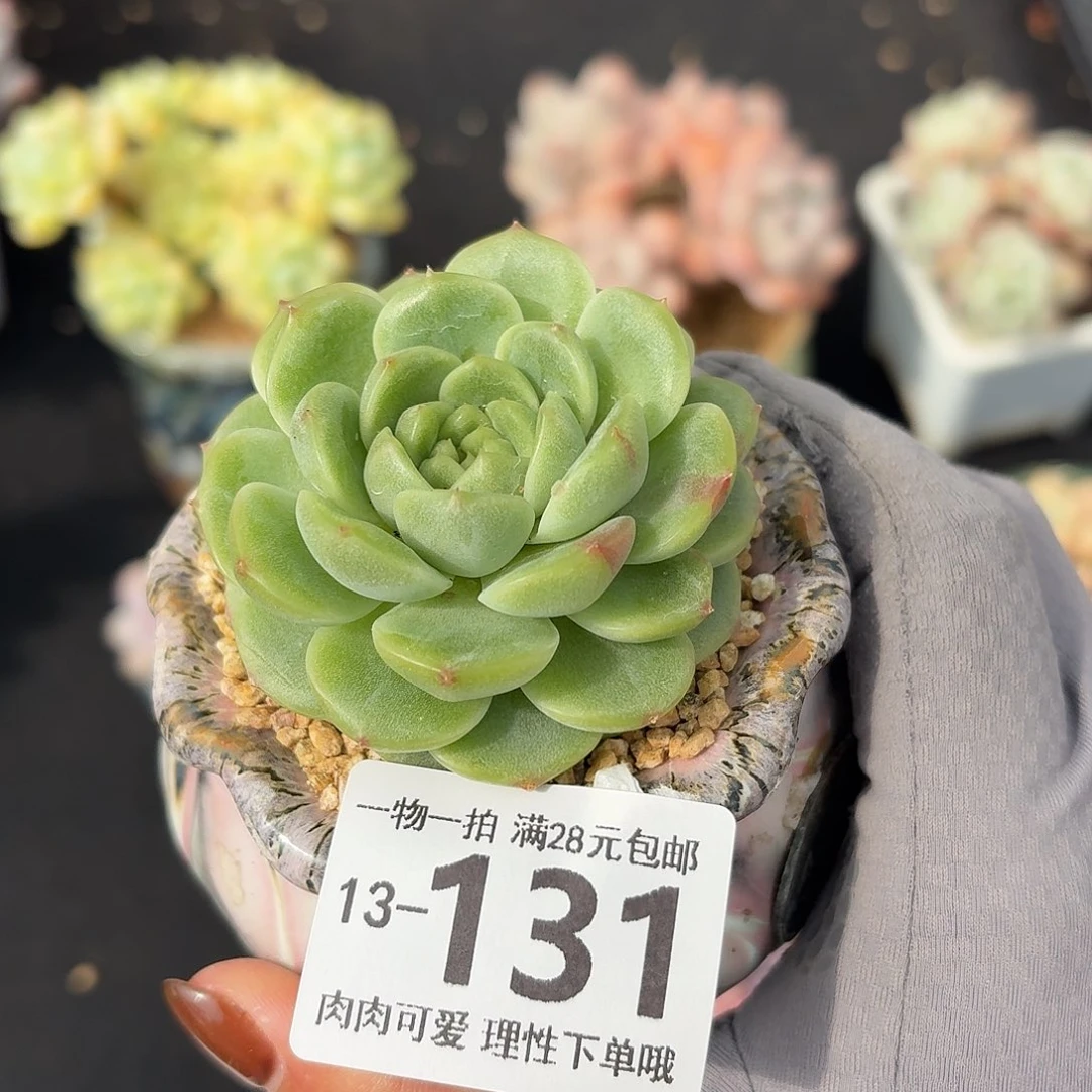 财富密码无无盆土发货无