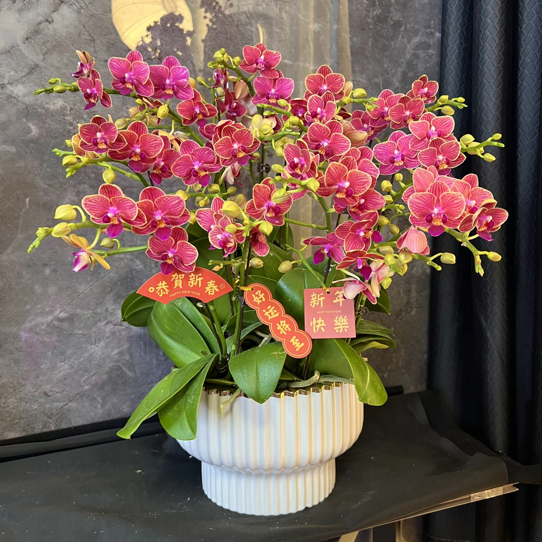 【金边琉璃-蝴蝶兰】懒人种植  禅意 易养花期长 轻奢 送礼