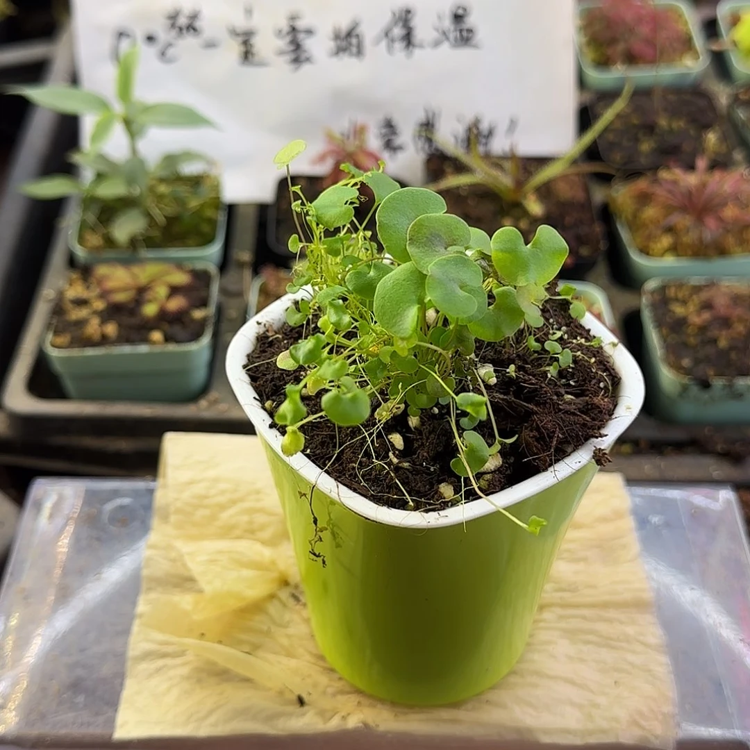 完全开放大肾叶交荷叶