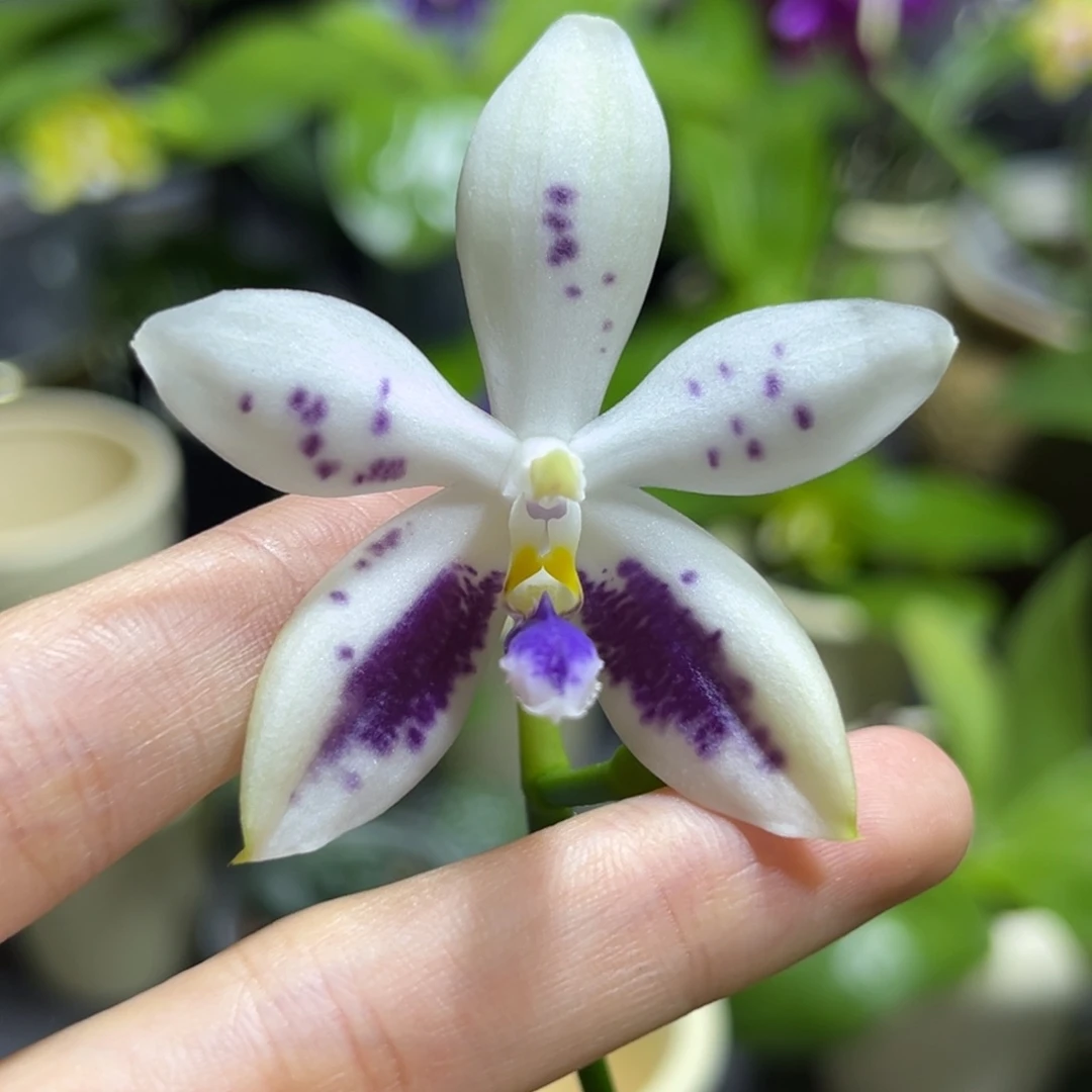 完全开放2.5寸3288开花株