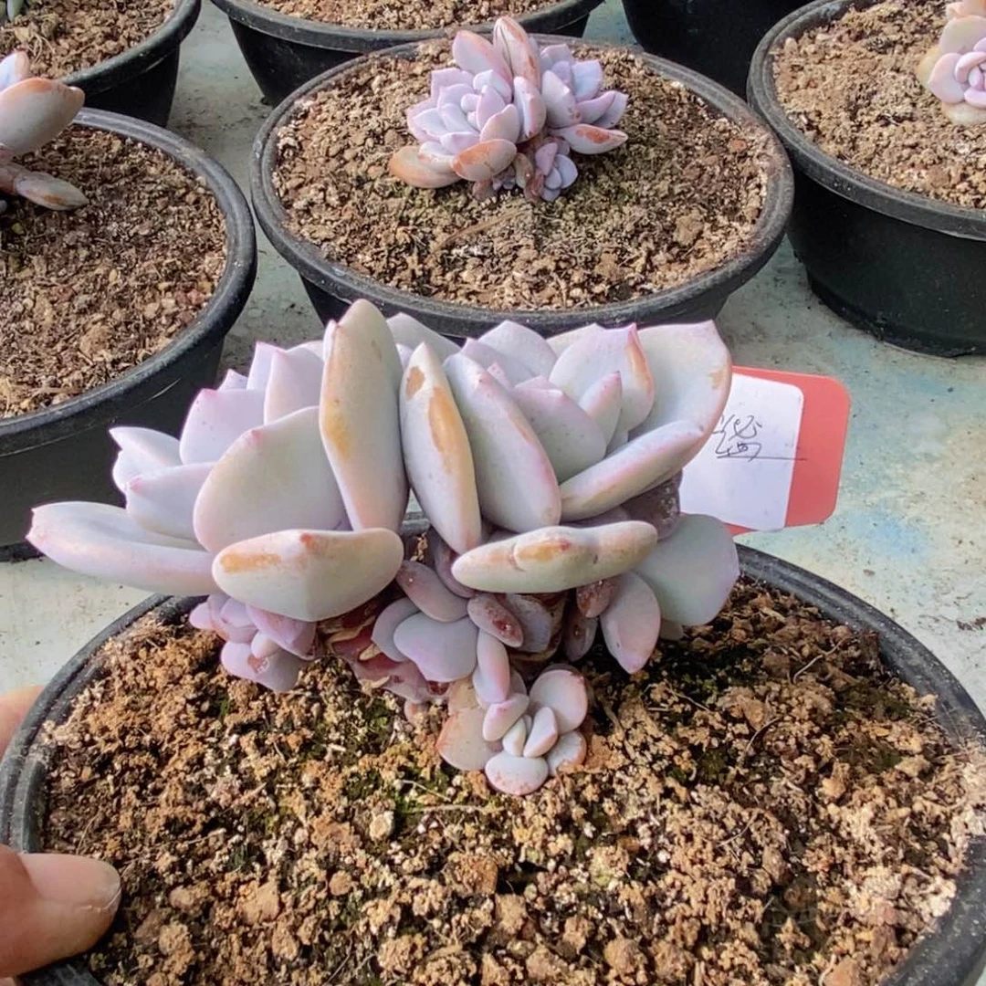 静**月多肉植物11111111