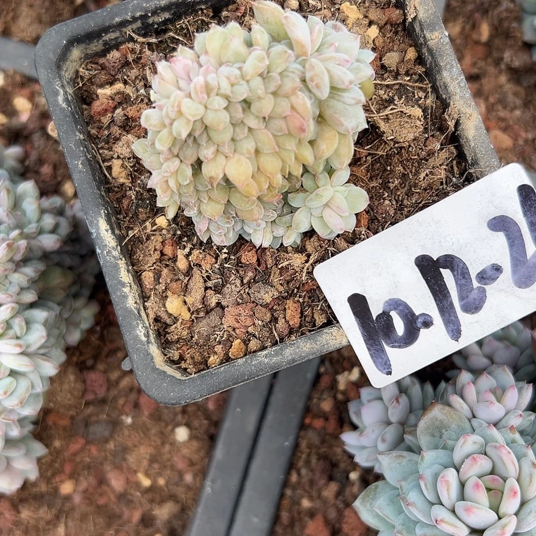 夏***央1012-26星星橙缀化