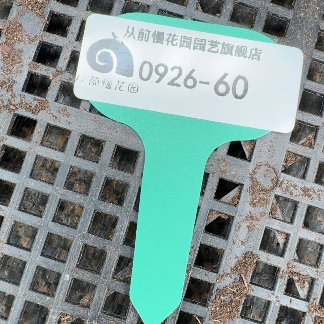从前慢多肉精选编号0926.60