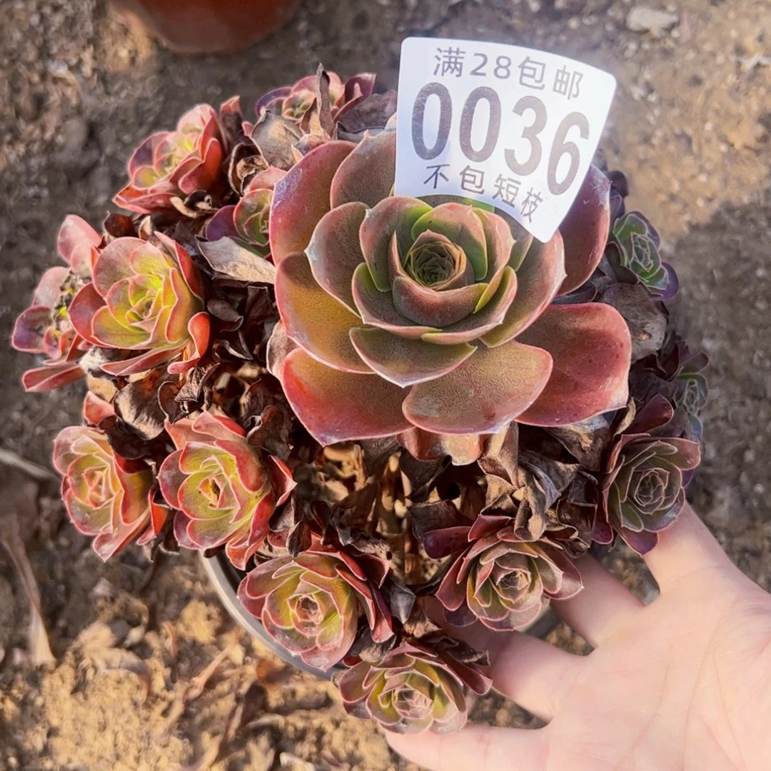 玫瑰多肉植物0036