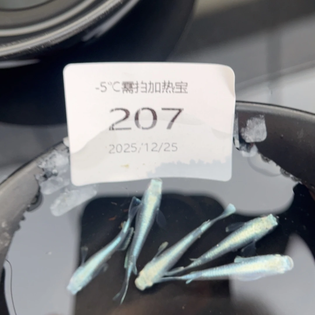 青鳉鱼207新玛利亚五尾