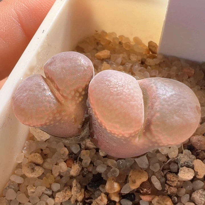 w615。兔兔自留大母本。草莓甜心。