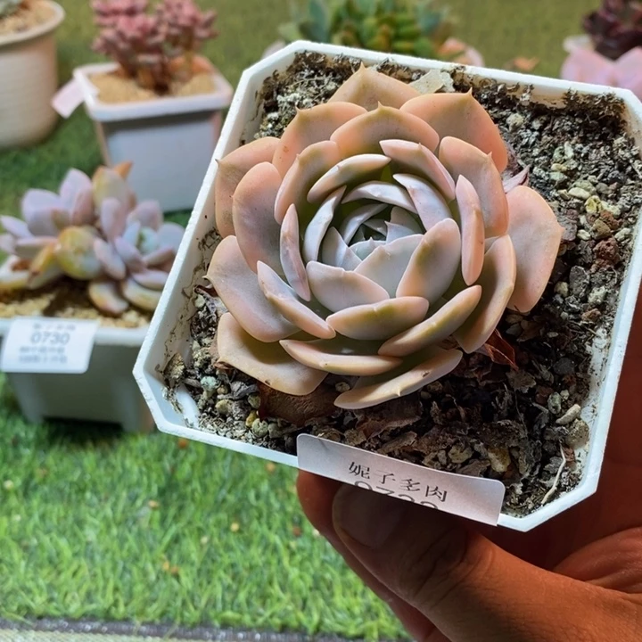 0732啊啊啊啊啊啊啊啊啊啊