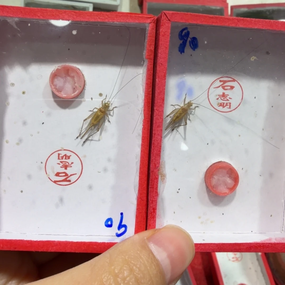蟋蟀石老师飞机两条包邮