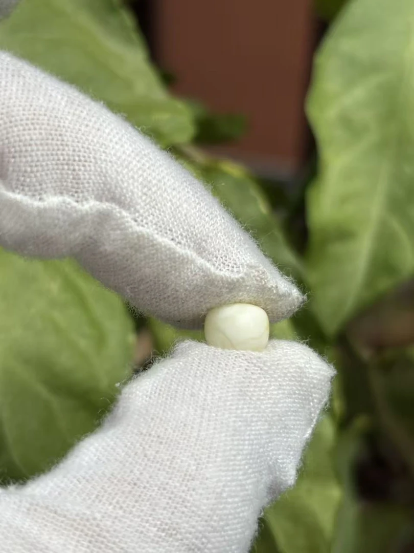 1722天然蜜蜡琥珀老型墩子7.6x6mm