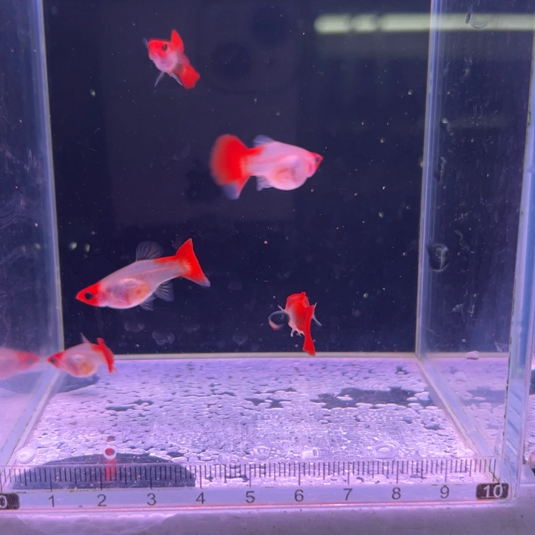 洋***）孔雀鱼红头玻璃猫3母2公