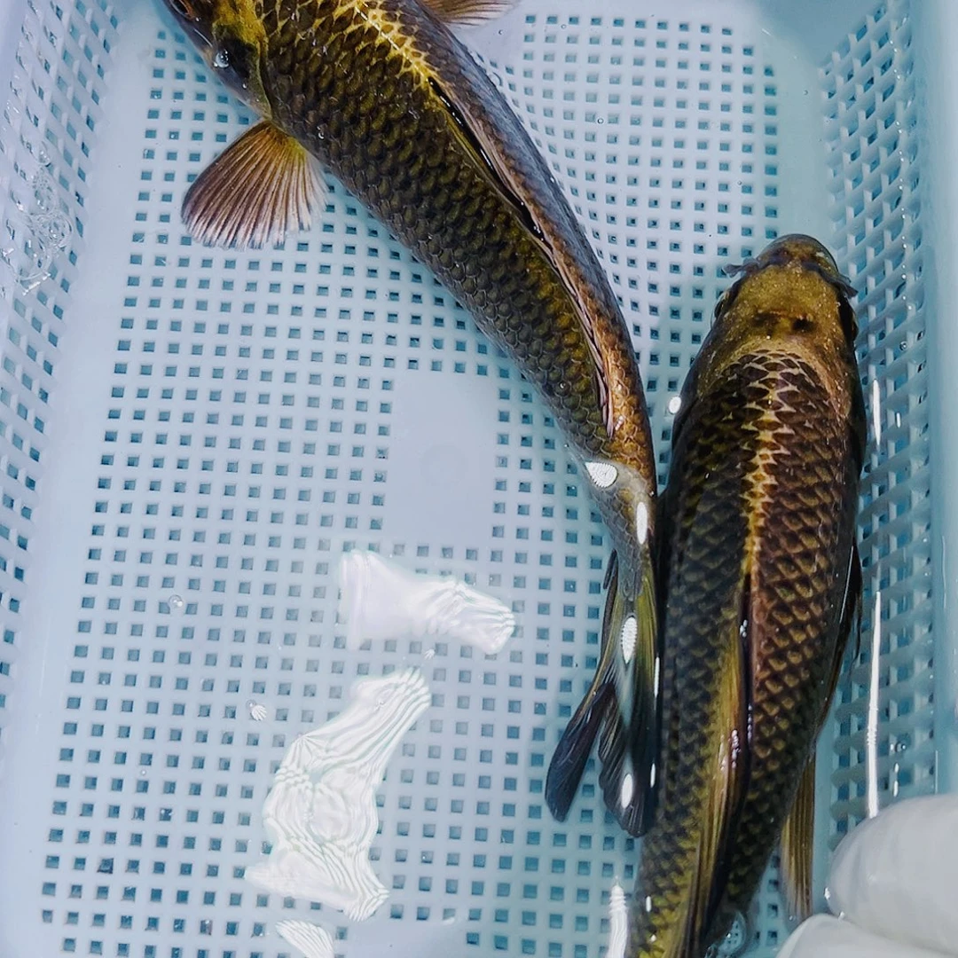 锦鲤锦鲤冷水鱼观赏