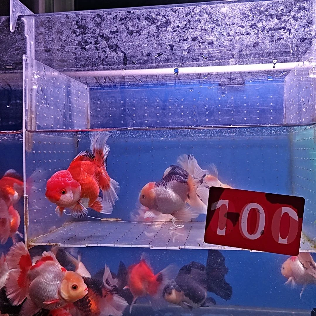 海水鱼100直播间看好下单不换到货录完整开箱视频有售后