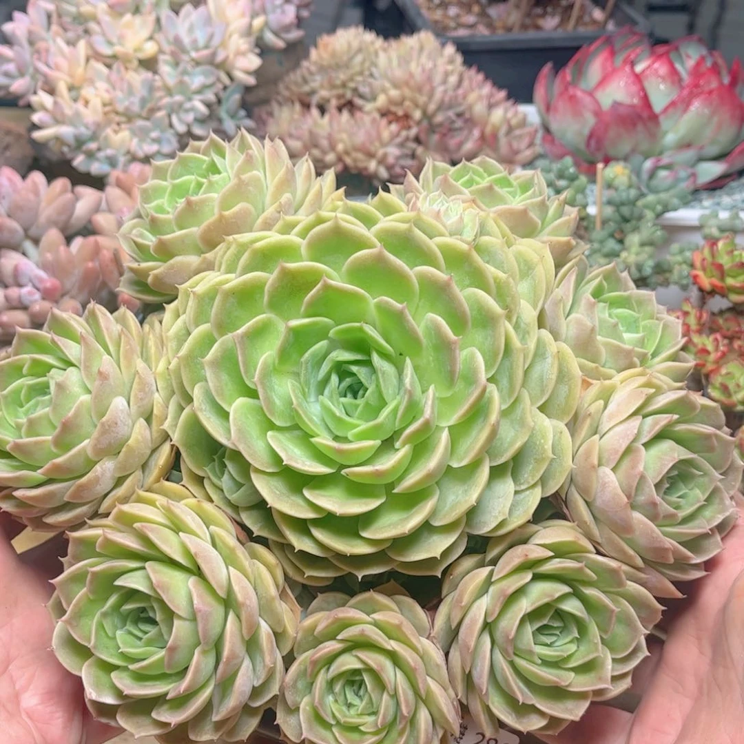 286昂斯诺德华多肉