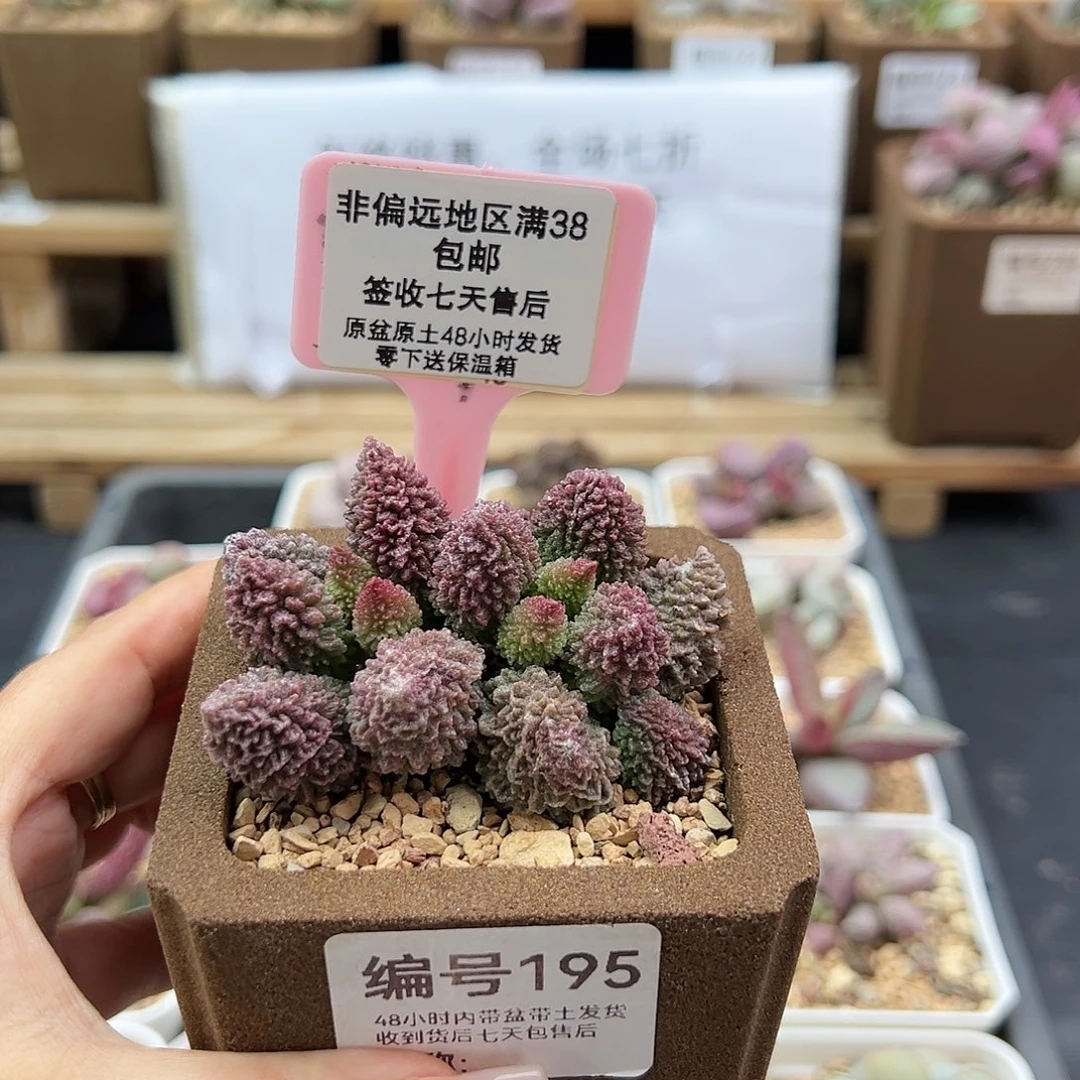 晓*晓195朱紫玉多肉植物