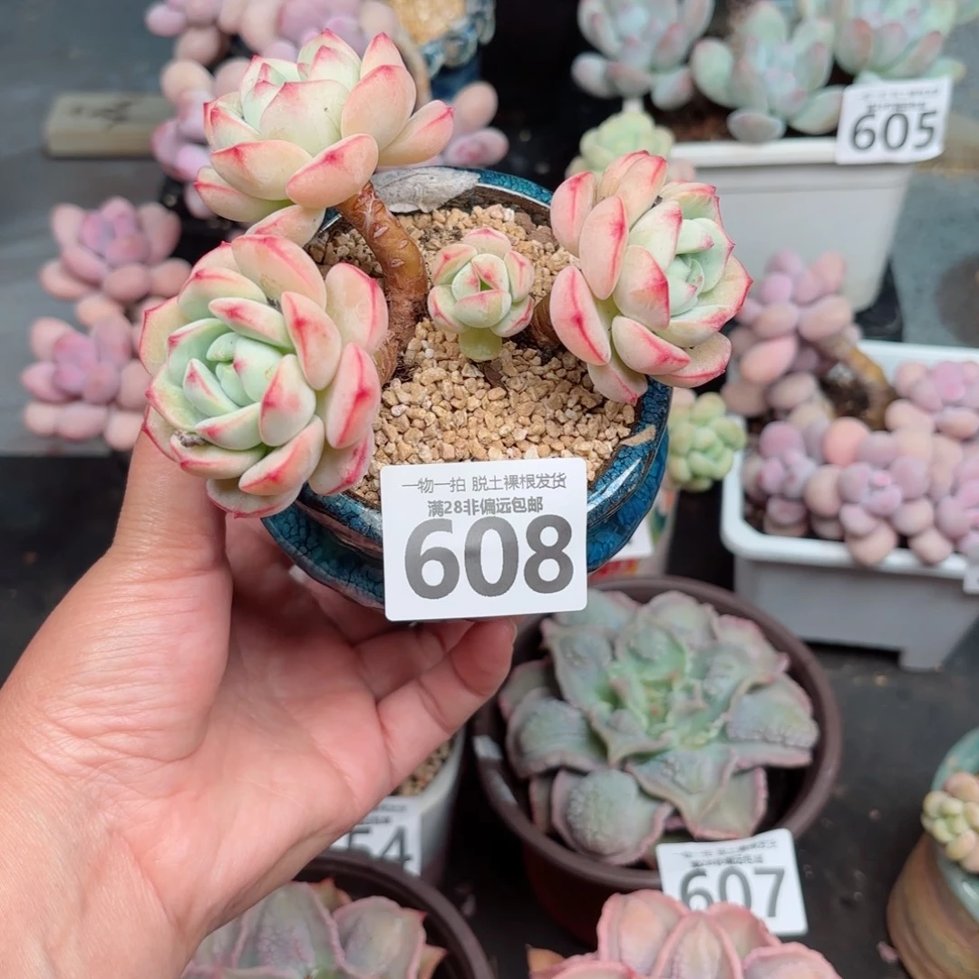 香草多肉多肉多肉