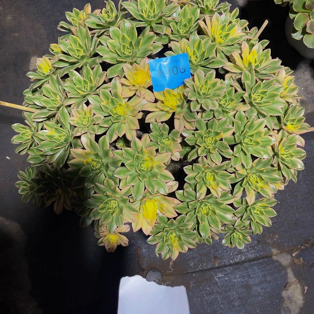 迪****主甜茶306法师多