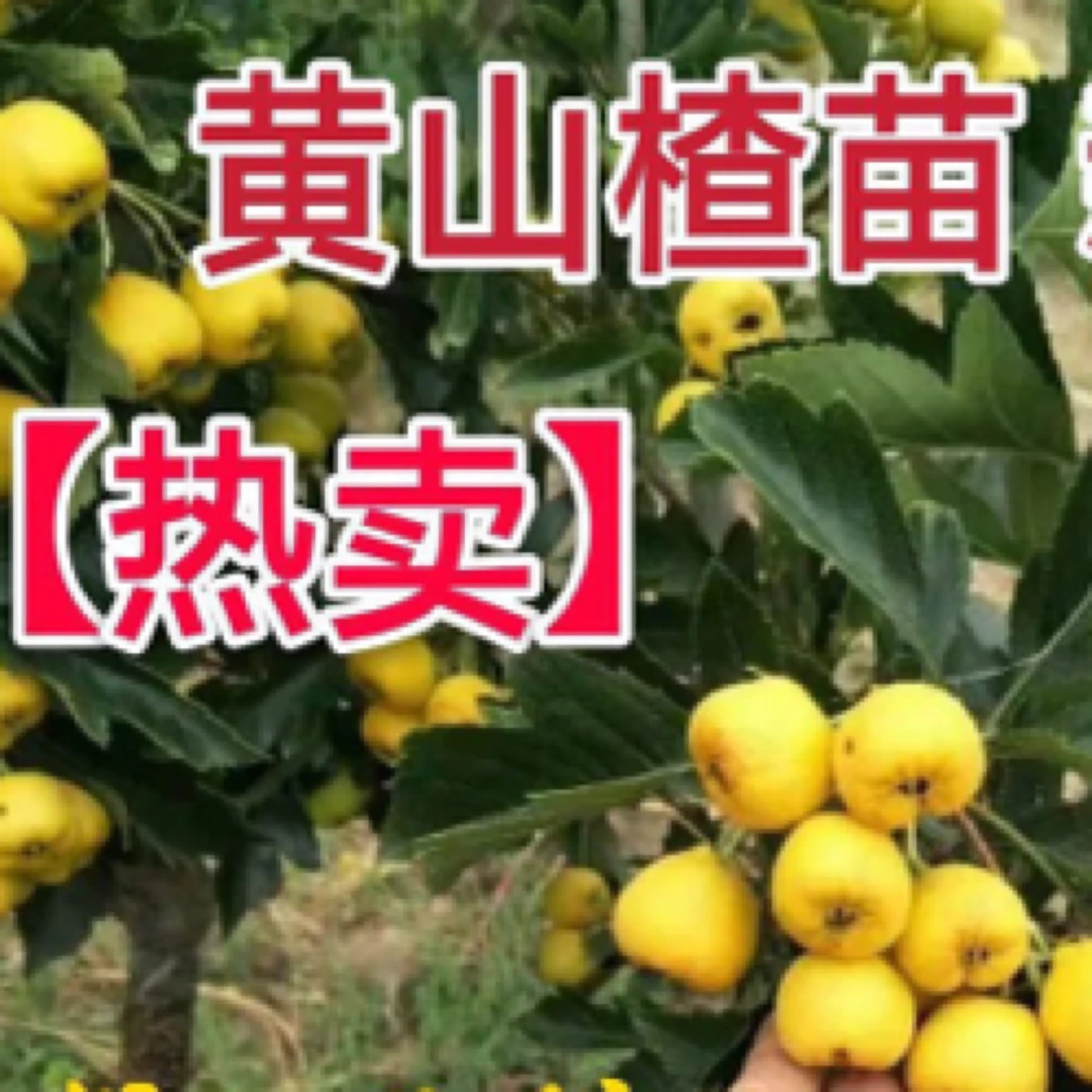 黄金豆甜山楂树苗南北方栽种阳台庭院地栽盆栽苗