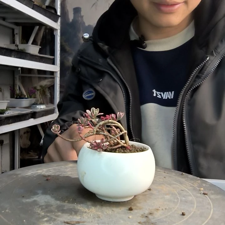 你****界小盆景小植物一物一拍195