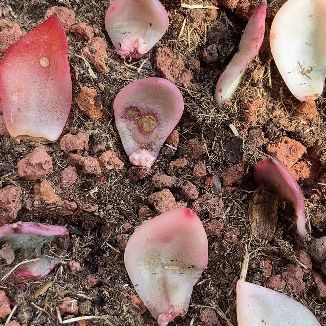 虚*冰月亮叶插锦多肉植物哇啦塞