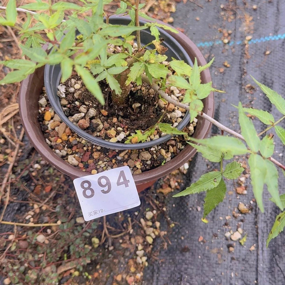 【闪购商品】?**鱼块根植物