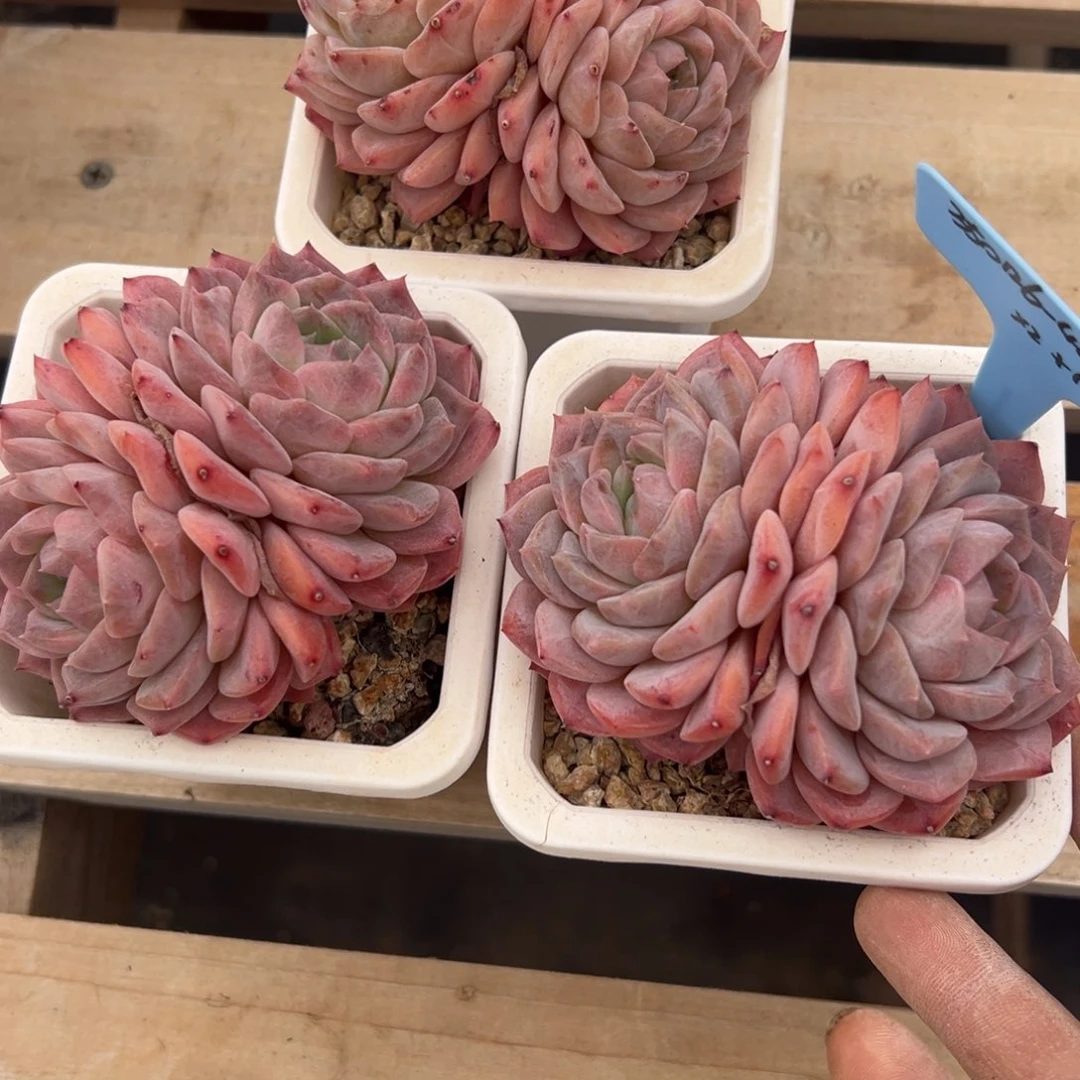 安*、350126-44冰魄3