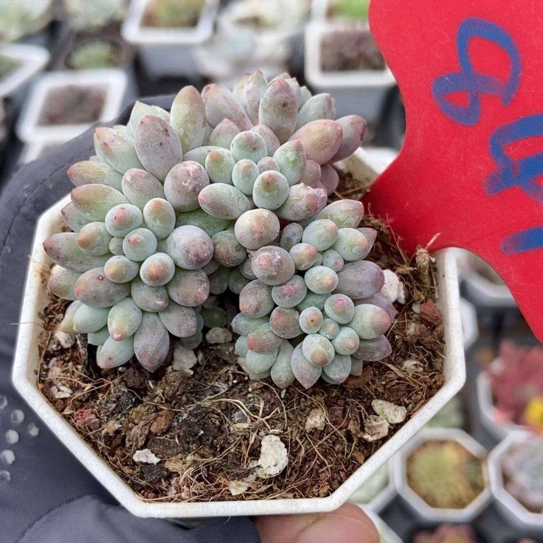 841婴儿手指多肉植物