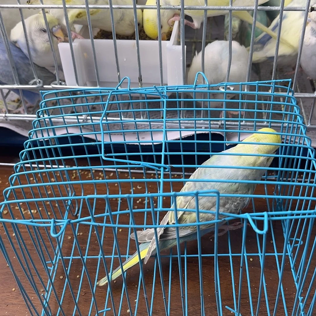 虎皮鹦鹉金彩鹦鹉
