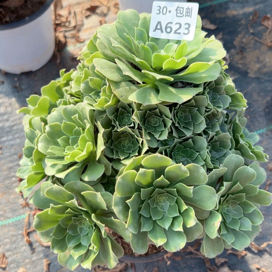 623 多肉法师断枝