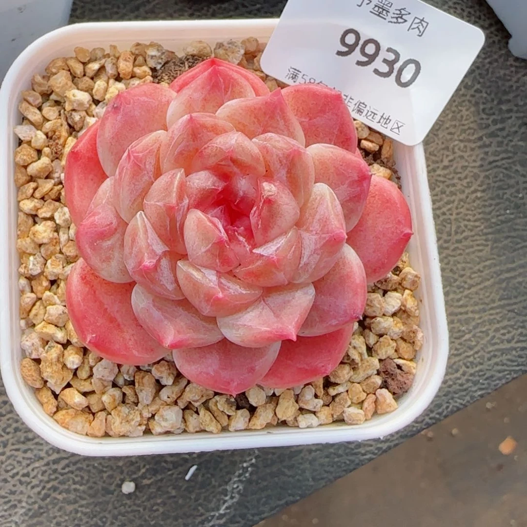 冰魄，9930多肉植物