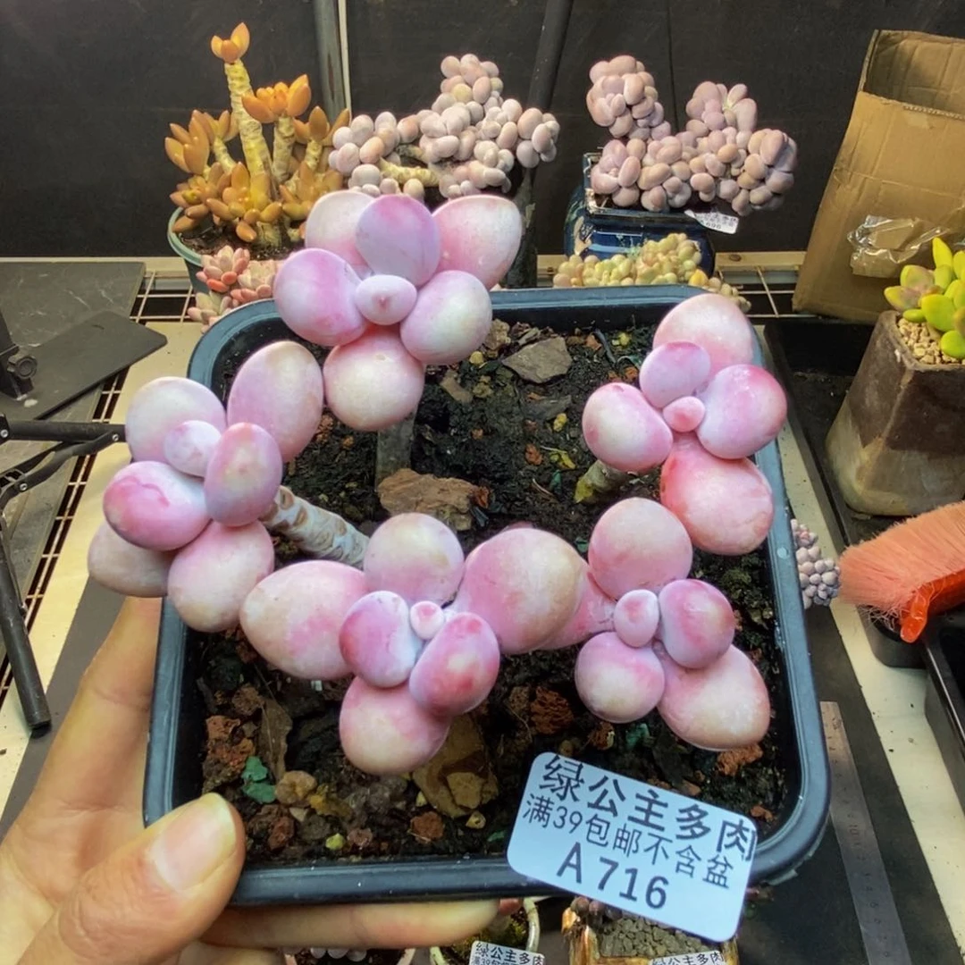 716糖果桃蛋多肉8c m