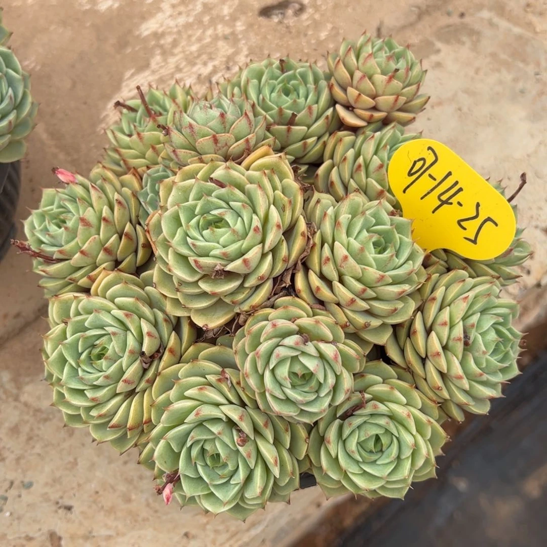 07-14-25黄金果冻苯吧多肉植物