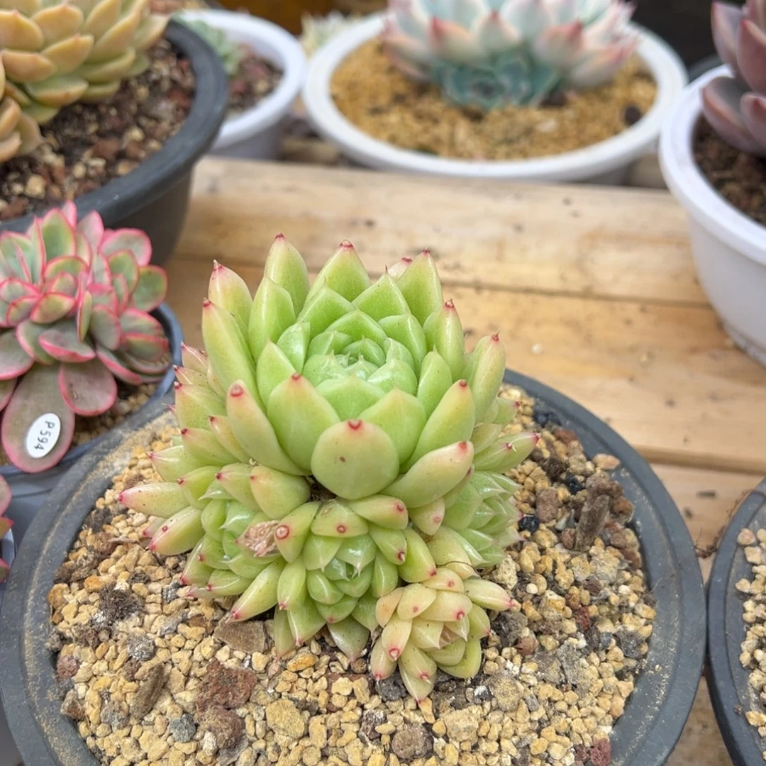 麦秆捧花 夏鸣园艺