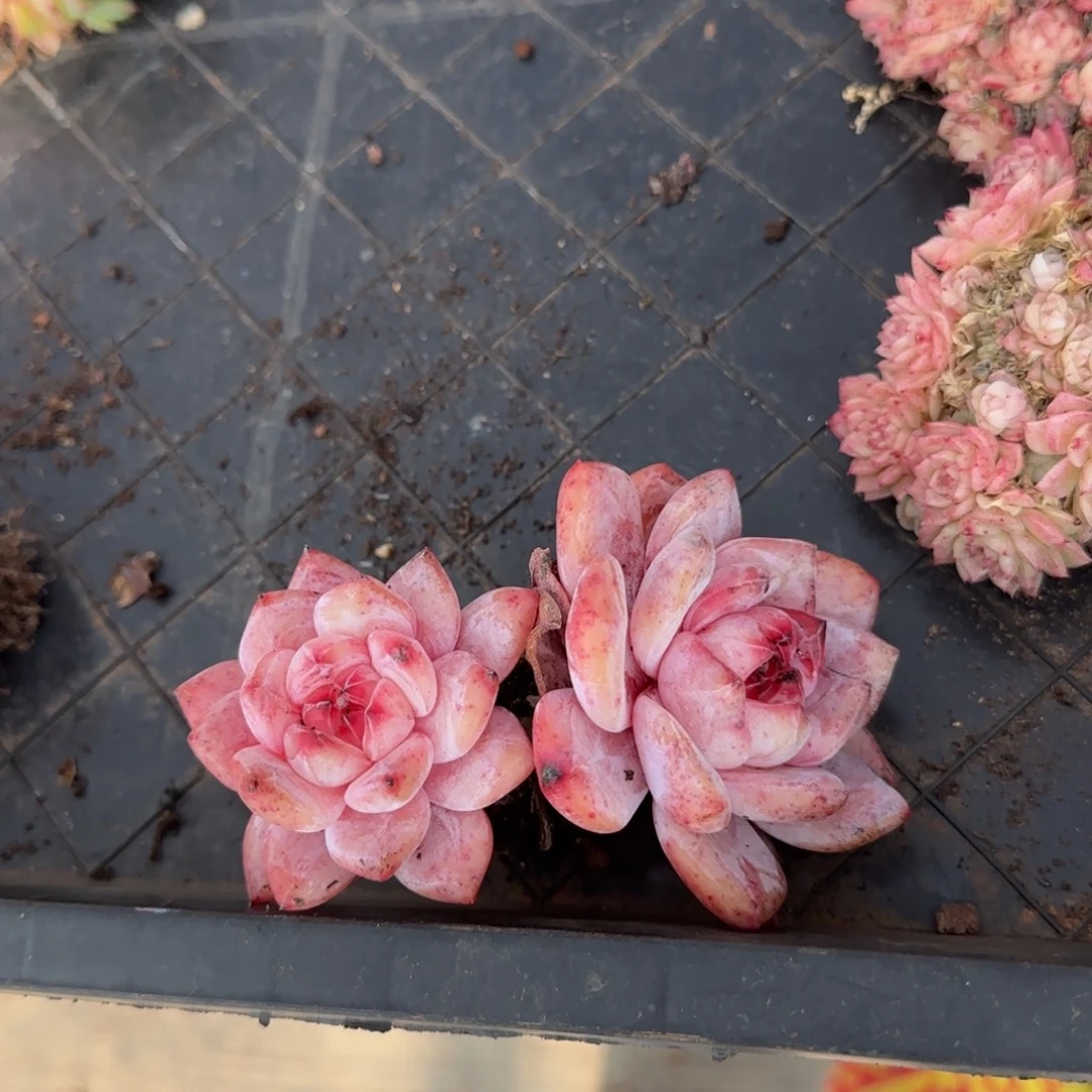 不***心福利多多多多多多